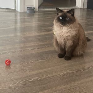 Meet your Posher, Kai